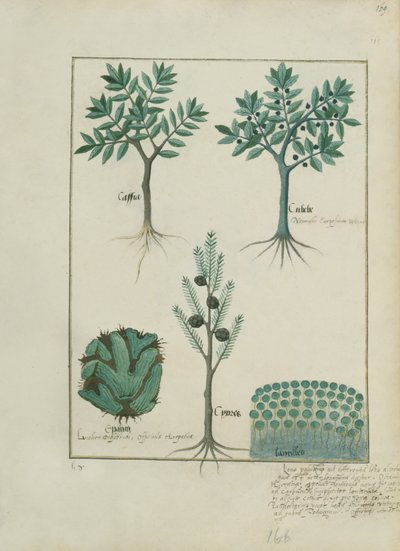 Illustration from the Book of Simple Medicines by Mattheaus Platearius by Robinet Testard